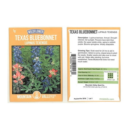 Lupine Flower Garden Seeds - Texas Blue Bonnet - 1 Gram Packet - Perennial Flower Gardening Seeds - Bluebonnet Wildflower - Lupinus