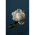 thumbnail image 3 of 1x Studio III 13x18 Black Modern Framed Museum Art Print Titled - Peony_6, 3 of 5