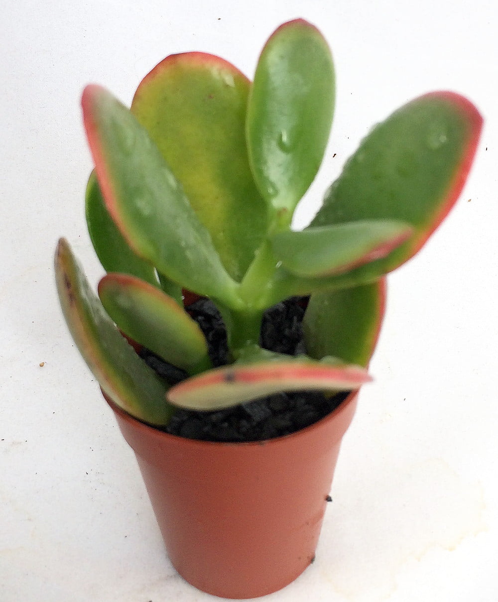 Chameleon Jade Plant Crassula Easy to Grow 1.75" Pot