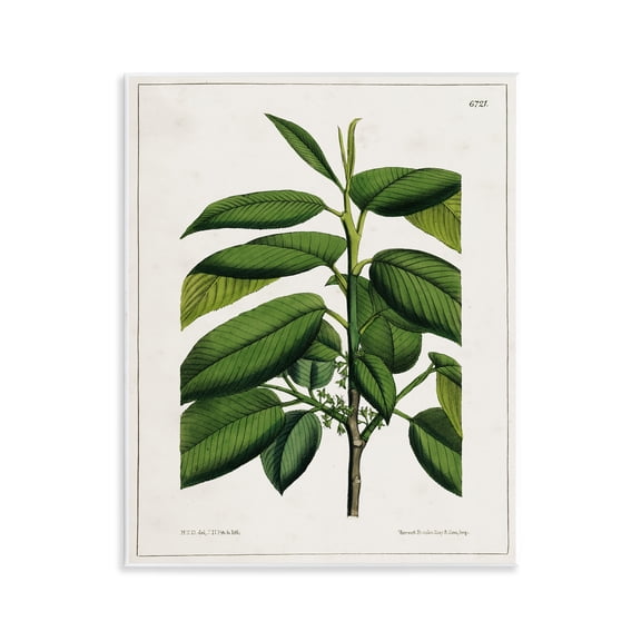 Stupell Industries Scientific Woodland Plant Plants & Flowers Painting Unframed Art Print Wall Art, 11 x 14