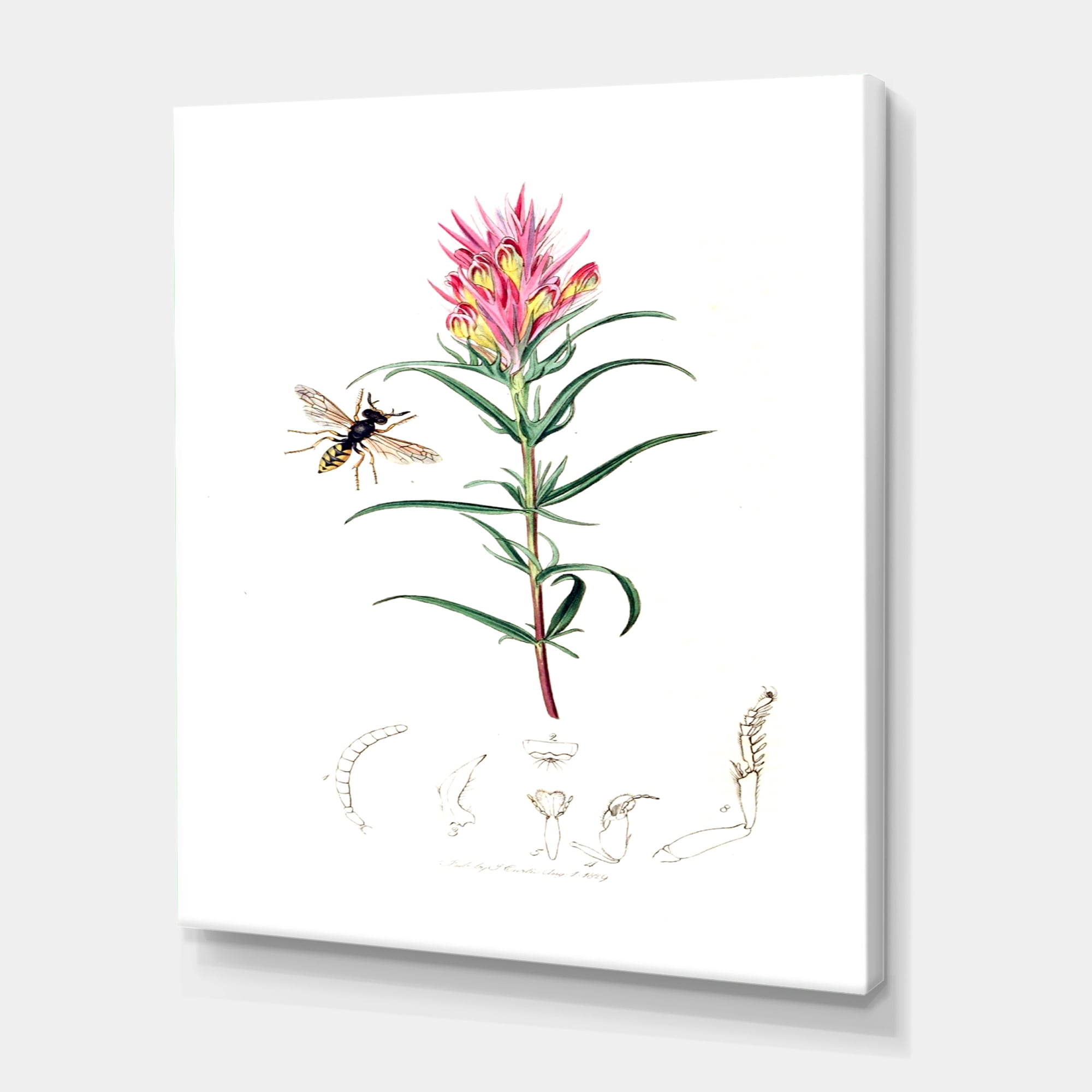Designart ' Ancient Insects and Plants I ' Farmhouse Canvas Wall Art Print