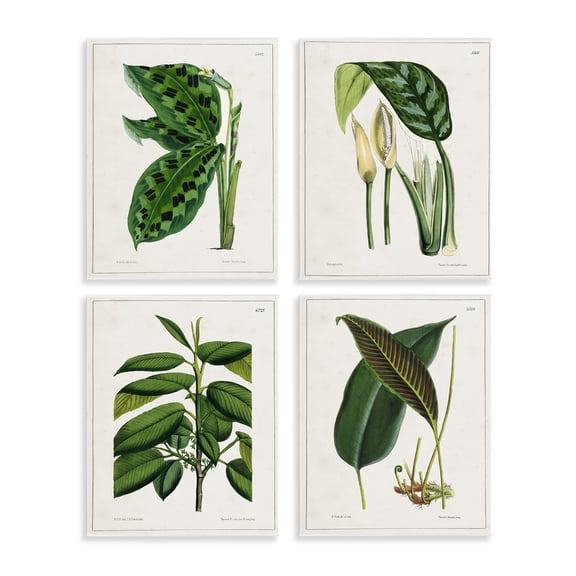 Stupell Industries Tropical Plant Latin Studies Plants & Flowers Painting Unframed Art Print Wall Art, 11 x 14, Set of 4