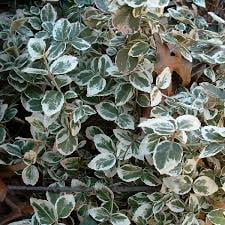 RedCrocus Euonymus 'Emerald Gaiety' - Live Variegated Evergreen Shrub for Sun/Part Shade, Hardy Zones 5-9, Low-Maintenance Landscape Plant with Winter Pink Blush 5 Gallon Nursery Pot