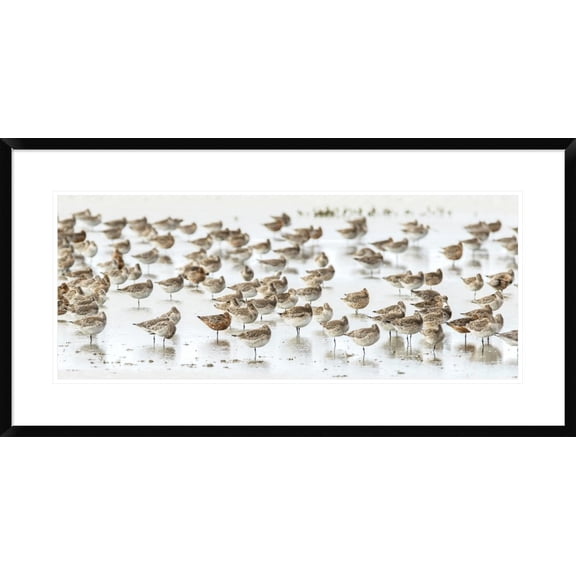 Global Gallery Kurien Yohannan 'Bar-Tailed Godwit 19' Framed Wall Art