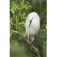 thumbnail image 2 of Morris, Arthur 22x32 White Modern Wood Framed Museum Art Print Titled - FL, St Augustine Snowy egret on tree limb, 2 of 4