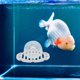 thumbnail image 4 of HAMPPLIES Para Acuario Descanso Betta Color, 4 of 7