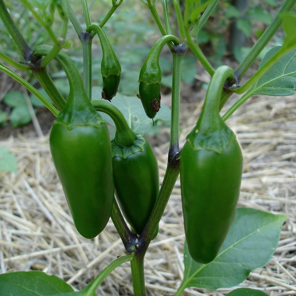 Bonnie Plants Jalapeño Hot Pepper 2.5 gal. Cage, Live Plant