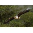 thumbnail image 2 of Williams, Joanne 18x13 Gold Ornate Wood Framed with Double Matting Museum Art Print Titled - Kenya Fish eagle in flight, 2 of 4
