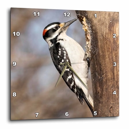 3drose, Hairy Woodpecker, Pennsylvania, Usa, 10x10 Wall Clock