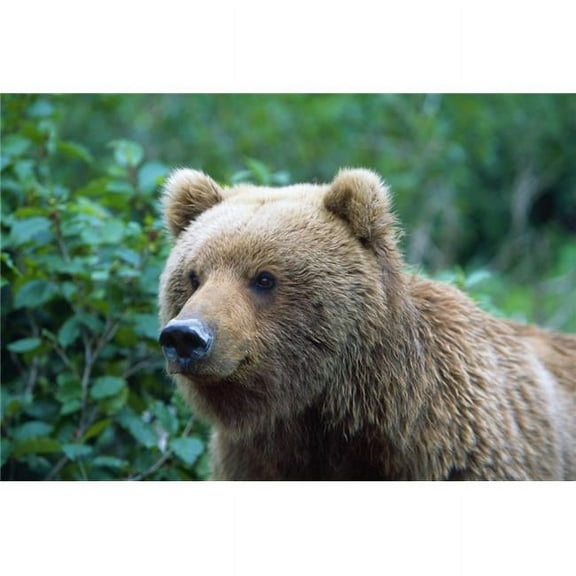 Alaskan Brown Bear Poster Print by Natural Selection David Ponton, 36 x 24 - Large