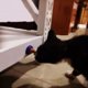 thumbnail image 5 of Cat Catnip Balls Bola de azúcar autoadhesiva Limpia la boca para el hogar (sabor original) Tmvgtek Para estrenar, 5 of 8