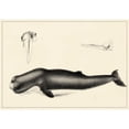 thumbnail image 3 of Unknown 14x11 Black Modern Framed Museum Art Print Titled - Antique Whale Study II, 3 of 5