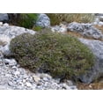 thumbnail image 3 of 3000 SAVORY SUMMER Satureja Hortensis Herb Flower Seeds, 3 of 3