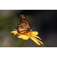 thumbnail image 6 of 25 YELLOW Torch MEXICAN SUNFLOWER Tithonia Speciosa Flower Seeds, 6 of 10