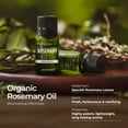 thumbnail image 6 of Gya Labs Organic Rosemary Essential Oil for Hair & Scalp - (0.34 fl oz) - Organic Steam Distilled Rosemary Oil for Skin & Diffuser, 6 of 8