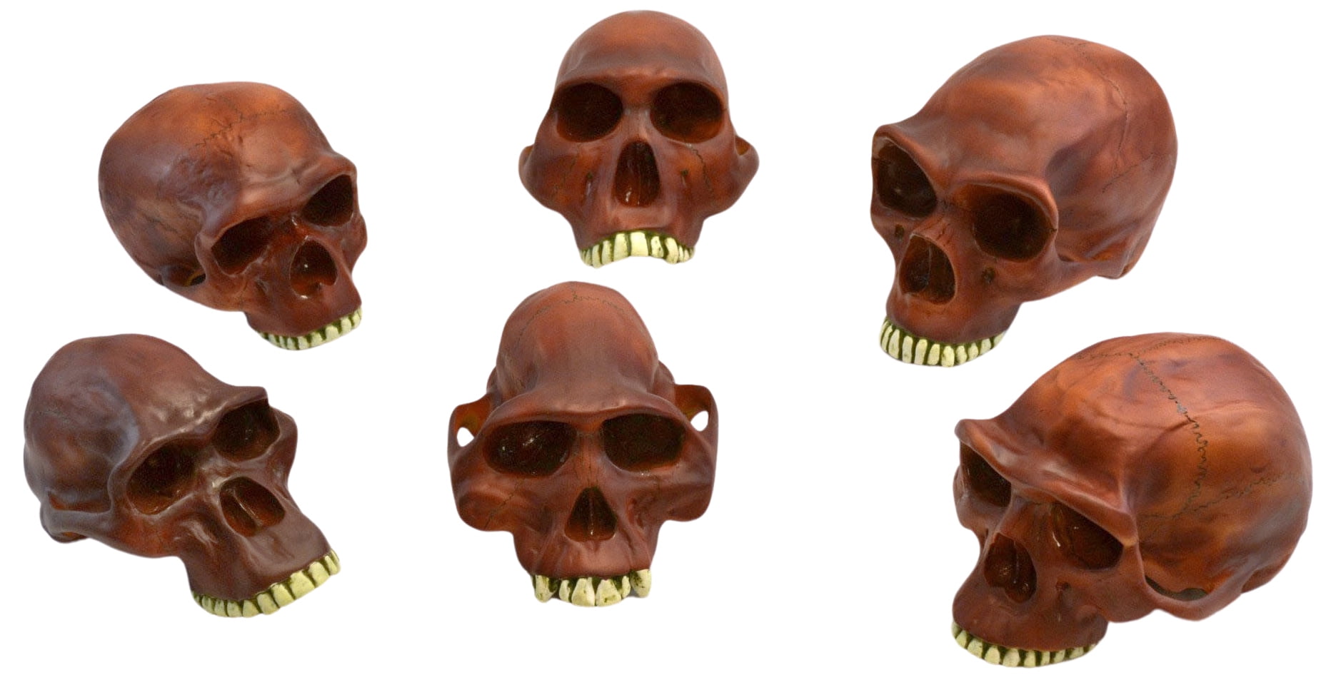 Set of 6 Painted Prehistoric Skull Replicas, 10" Size