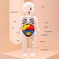 thumbnail image 4 of Visland 1 Set Human Body Model Bright Color Interesting Realistic Boys Girls Educational Learning Organ Assembled Toy Family, 4 of 7