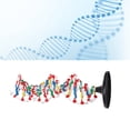 thumbnail image 1 of DNA Double  Model, DNA Structure Model Plastic Scientific  for School, 1 of 7