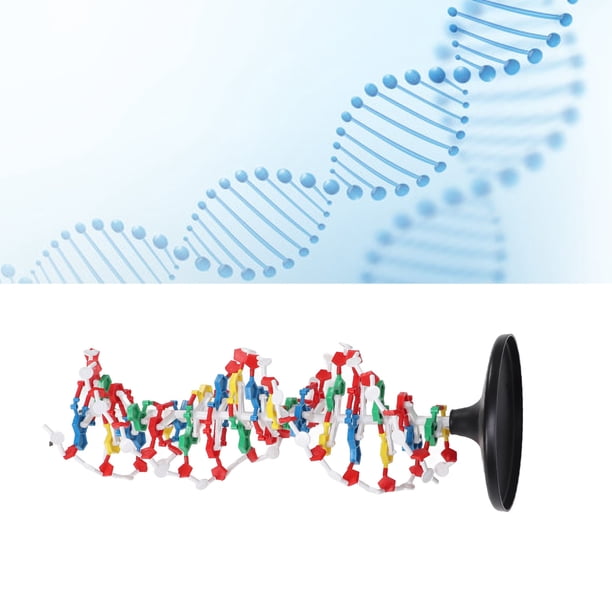 MODOLO DE DOBLE HÉLICE DE ADN, MODOLO DE ESTRUCTURA DE ADN Educate Plásstico para la enseñanza