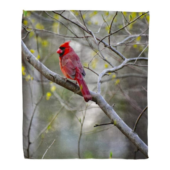 SIDONKU Throw Blanket 50x60 Inches Colorful Red Robin Famous Bird from Virginia Beak Warm Flannel Soft Blanket for Couch Sofa Bed