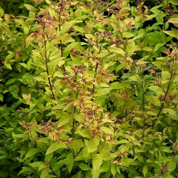 Goldflame Spirea - Spiraea japonica 'Goldflame'