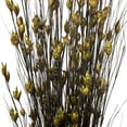 thumbnail image 3 of Vickerman 36-40" Long Stem Bell Grass with Basil Colored Seed Pods, 2 per pack, Preserved, 3 of 5