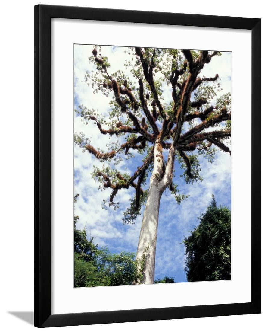 Ceiba Tree, Tikal, El Peten, Guatemala Framed Print Wall Art by Inger