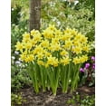 thumbnail image 1 of TASC Narcissi Cyclamineus Tête à Tête, 1 of 2