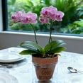 thumbnail image 2 of 2-Pack 4-Inch Self-Watering Planter with PVC Liner and Terracotta Pot Set, Keeps Plants Hydrated, Water Once a Week, Ideal for Families on Business Trips or Vacations, 2 of 6
