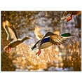 thumbnail image 1 of Bird Ceramic Tile Mural Kitchen Backsplash Bathroom Shower 402073-M43, 1 of 9