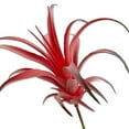 thumbnail image 3 of Mainstays Artificial Air Plant Pick 4.75 inch x 7 inch Red, 3 of 5