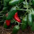thumbnail image 2 of Jalapeno Plants Live for Planting, Hot Pepper Plants, Green Jalapeno Pepper Plants for Outdoor Garden 3 to 5 Inc Tall in 4" Pot, 2 of 6