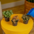 thumbnail image 3 of Costa Farms 4" Tiny Plants Assorted Live House Plants in 2.5" Grower Pots (3 Count), 3 of 9