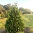 thumbnail image 3 of Expert Gardener 36" Green Giant Arborvitae Live Shrub Plants in 10" Grower Pot, Full Sun, 3 of 9