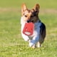 thumbnail image 2 of Tennis Tumble Dog Toy Aumenta la interacción Perro Juguetes interactivos Mascotas Accesorios Hugtrwg Para estrenar, 2 of 8
