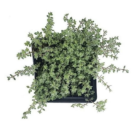 Wooly Thyme Live Herb Plant (Thymus pseudolanguinosus Wooly) 2.5 inch Pot - Excellent for Rock Gardens