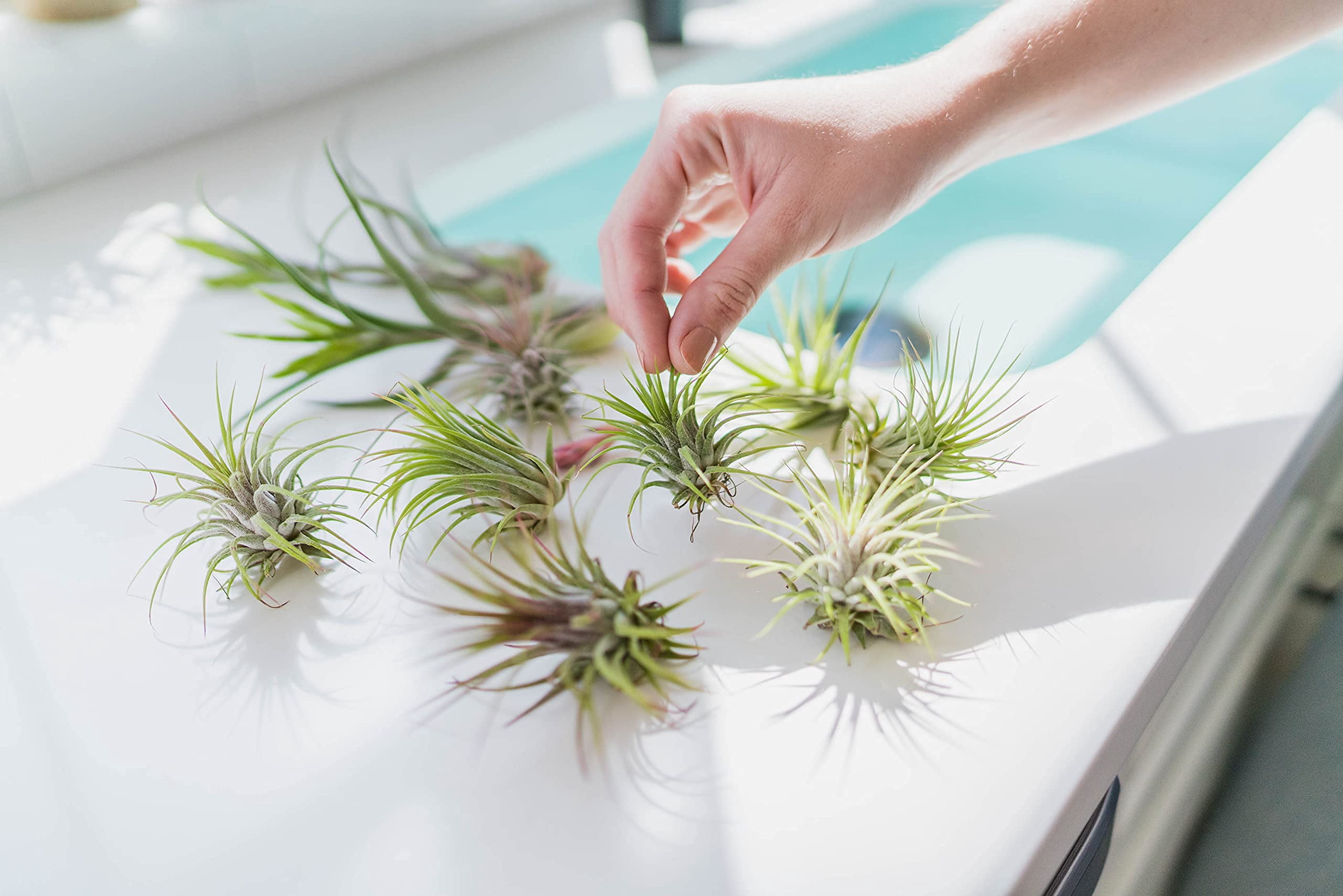 Large Xerographica Air Plants 5 to 7 Inches - Live Tillandsia Succulent House Plants - Available in Wholesale and Bulk - Home and Garden Decor - Easy Care Indoor and Outdoor Plants (Pack of 6)