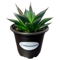 thumbnail image 5 of MicroStarts Live Waterwise Variety Pack - 4 Landscape Plants in 4 inch pots, 5 of 9