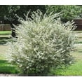 thumbnail image 7 of Ligustrum Sinense Variegated  3 Extra Large 3 Gallon Plants  Ligustrum sinense 'Variegata'  Stunning Foliage for Landscaping  Decorative Outdoor Shrub  Enhance Your Garden Aesthetics, 7 of 7