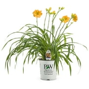 Proven Winners 2.5QT Multicolor Daylily Live Plants with Grower Pot