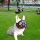 thumbnail image 3 of Bozal ajustable de hocico corto para perros, máscara de malla, herramientas de aseo para mascotas Full Mesh Naranja L, 3 of 9