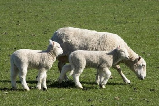 Sheep and Lambs near Dunedin Otago South Island New Zealand Canvas Art - David Wall DanitaDelimont (24 x 15)