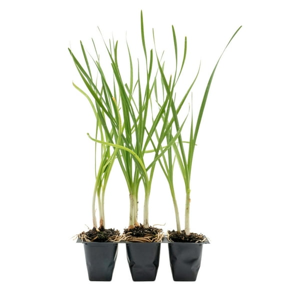 3 Society Garlic in 2.5” Nursery Cubes | Tulbaghia violacea | Ornamental Herb with Edible Flowers | Ready-to-Plant Live Perennial