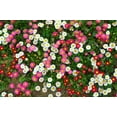 thumbnail image 5 of 100 MIXED Colors ENGLISH DAISY Bellis Perennis Flower Seeds, 5 of 11