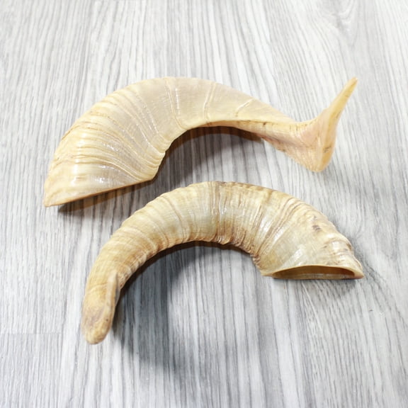 2 Sheep Horns #6053 Natural Colored Polished Ram Horns