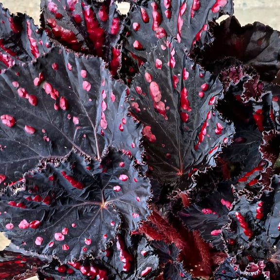 6 inch Pot - Begonia Rex 'Etna' - Easy care super red Begonia plant indoor outdoor easy care- Get similar to the picture