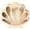 C, variant on Wooden Octopus Seashell Display Box with Clear Window for Coastal Keepsakes and Sea Glass