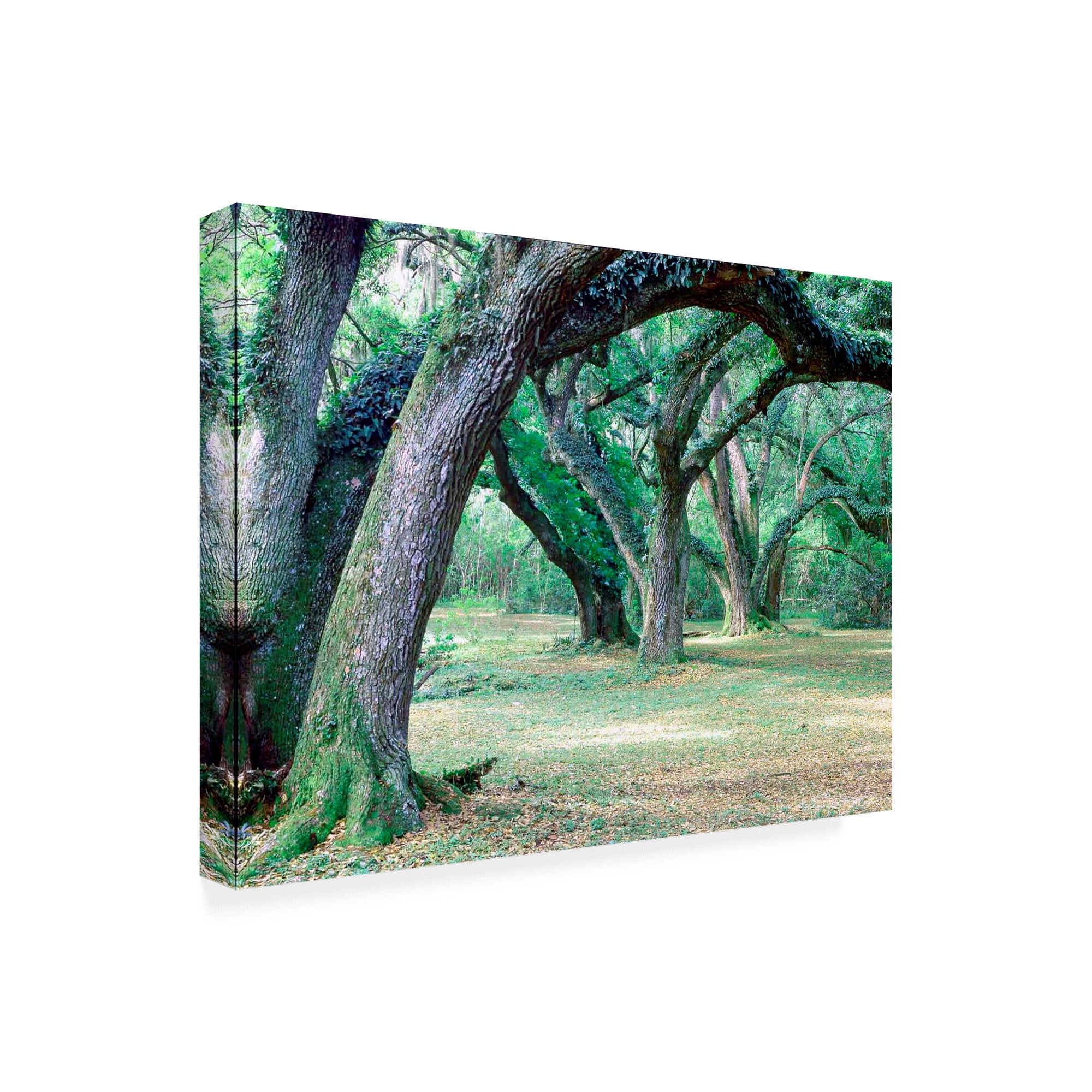 Trademark Fine Art 'Louisiana Oaks Louisiana' Canvas Art by Monte Nagler