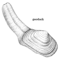 thumbnail image 3 of CafePress - Geoduck T Shirt - Men's Classic Cotton T-Shirts, 3 of 3