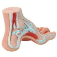 thumbnail image 6 of Axis Scientific Anatomy Model of Human Foot | Podiatry Model is a Set of 3 Human Feet | Foot Model Shows the Common Foot Conditions Flat Foot, Normal Foot and a High Arch, 6 of 8